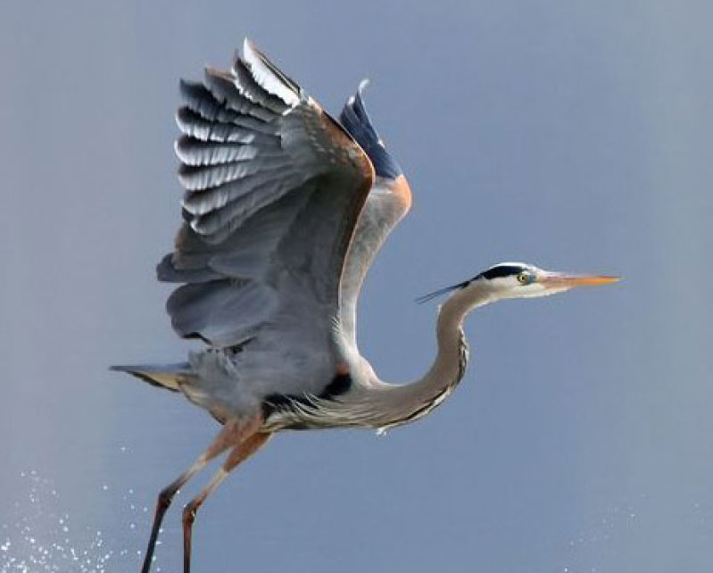 Source photo for painting